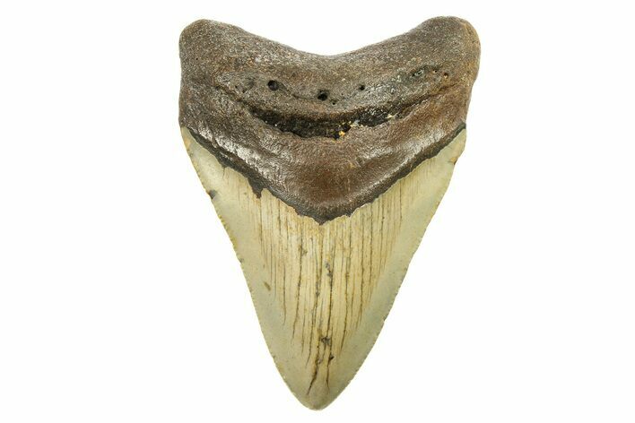 Serrated, Fossil Megalodon Tooth - North Carolina #298957